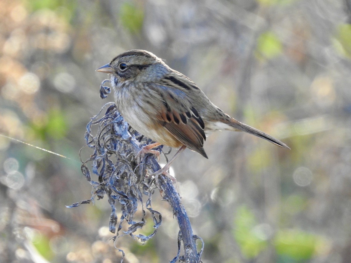 Swamp Sparrow - ML645753332