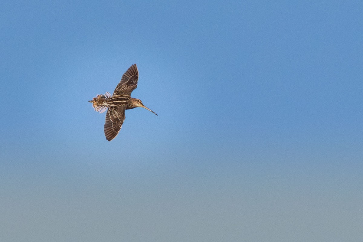 Pantanal Snipe - ML645753336