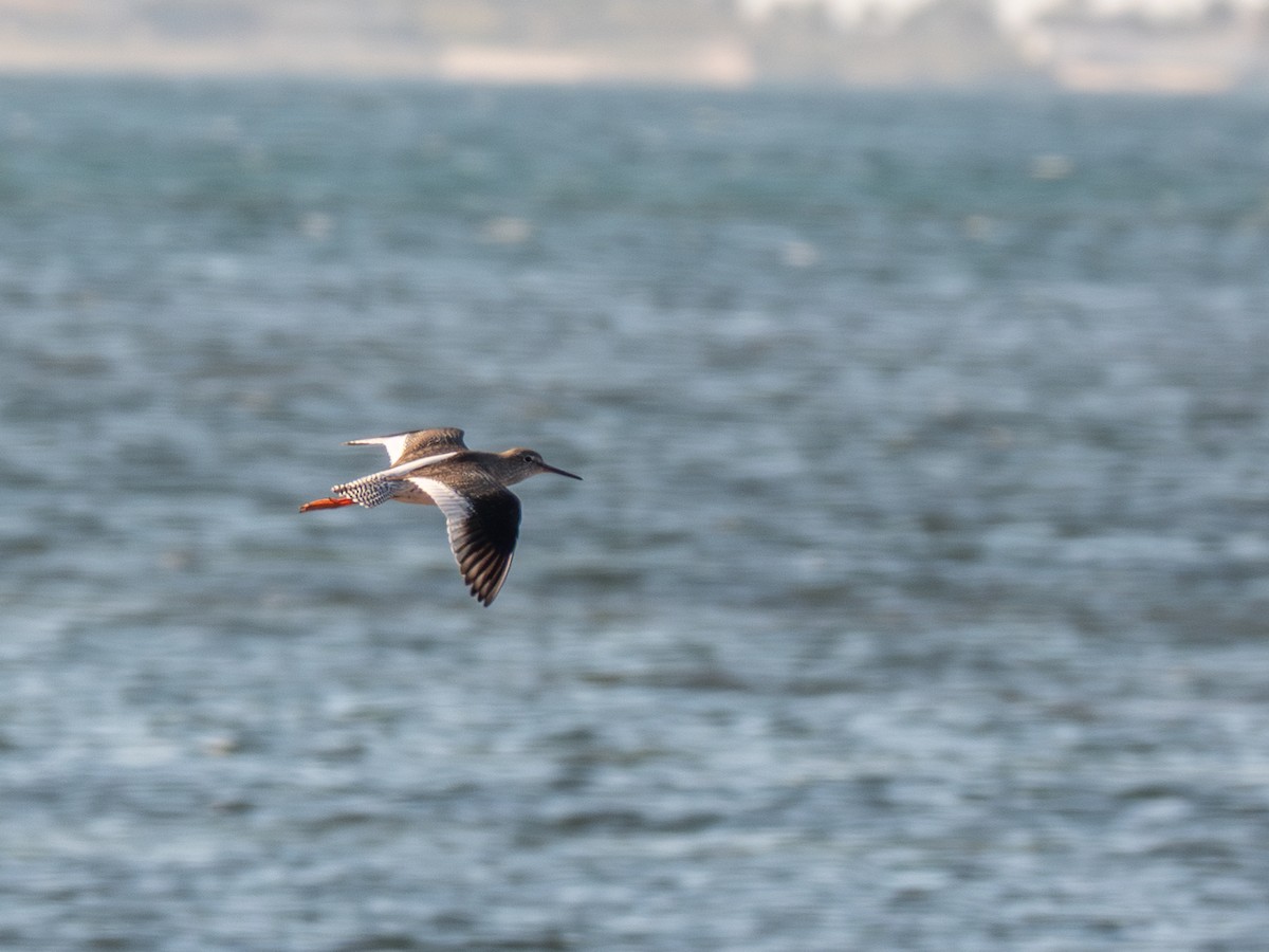 Common Redshank - ML645753337