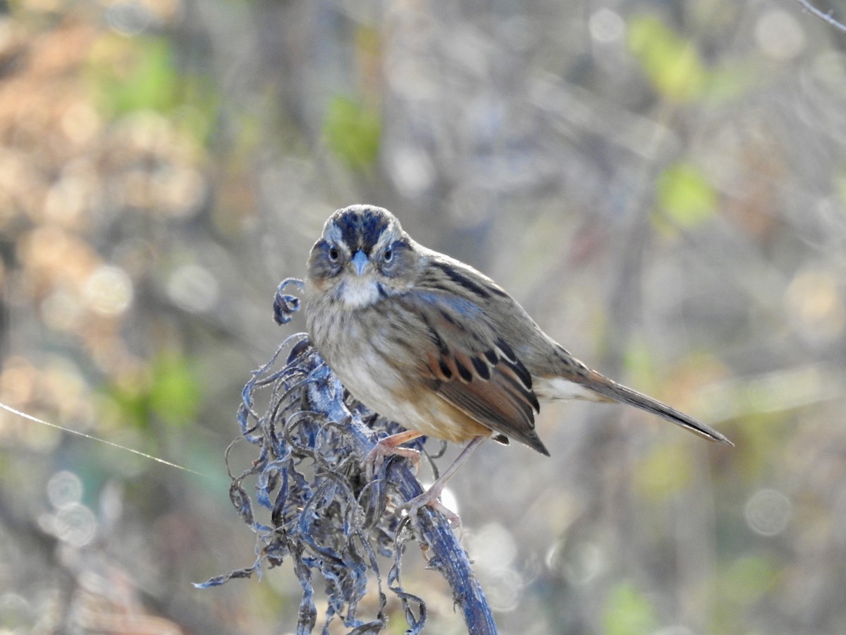 Swamp Sparrow - ML645753341