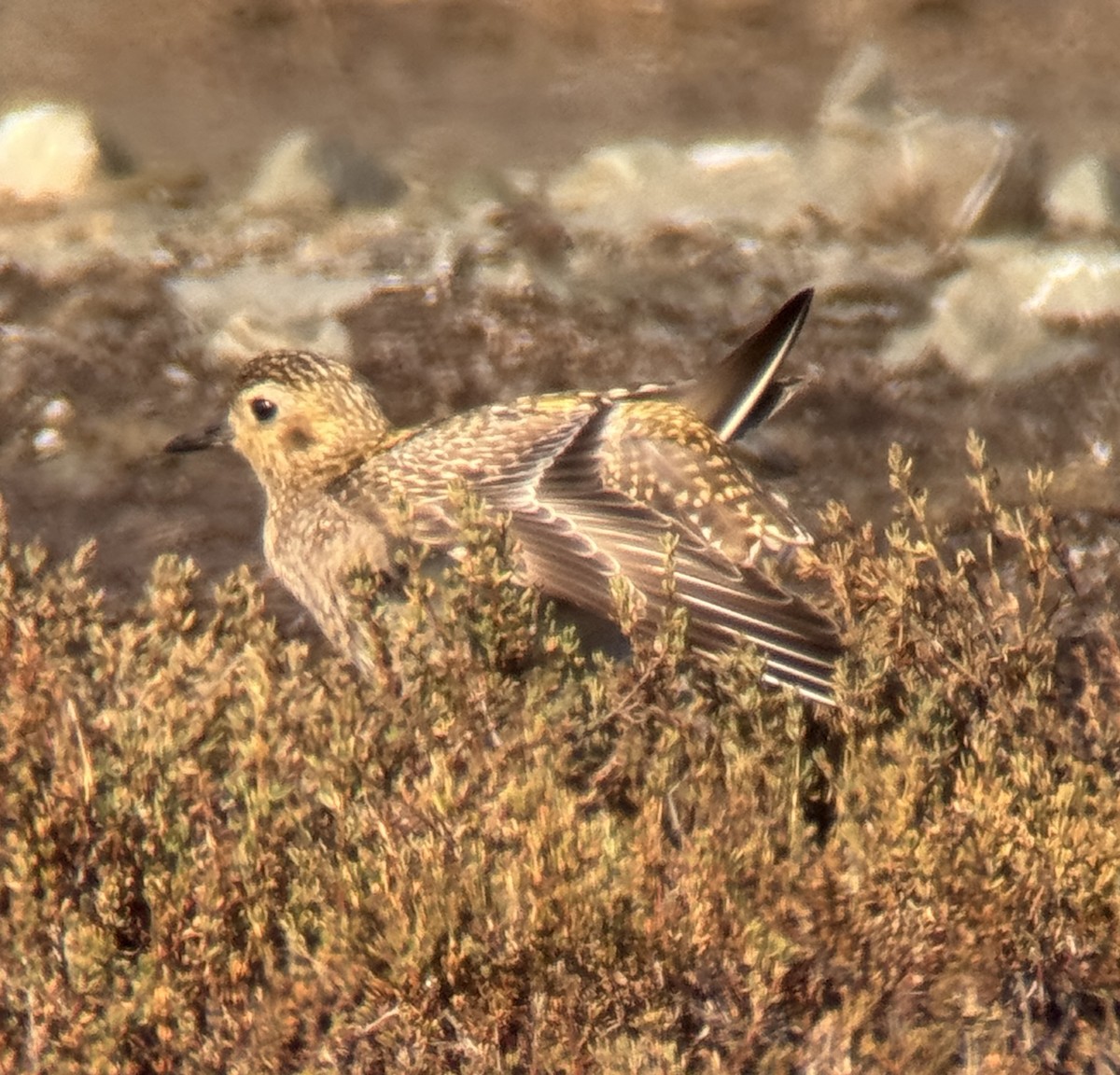Pacific Golden-Plover - ML645753363