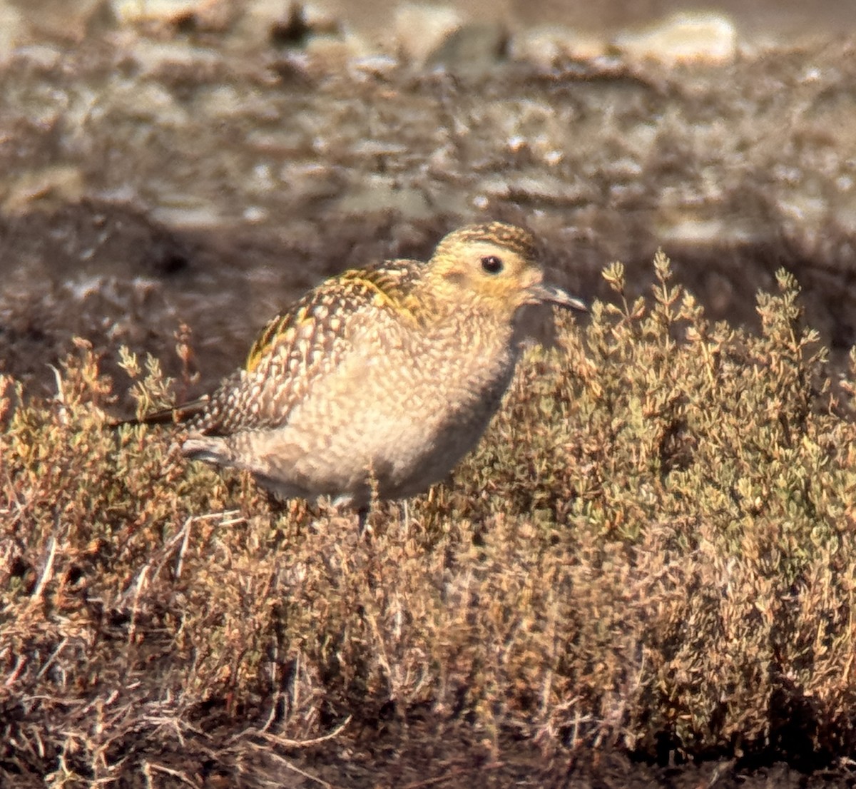 Pacific Golden-Plover - ML645753367