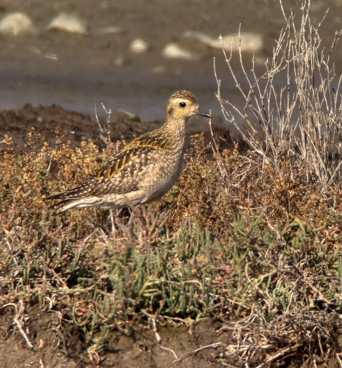 Pacific Golden-Plover - ML645753368