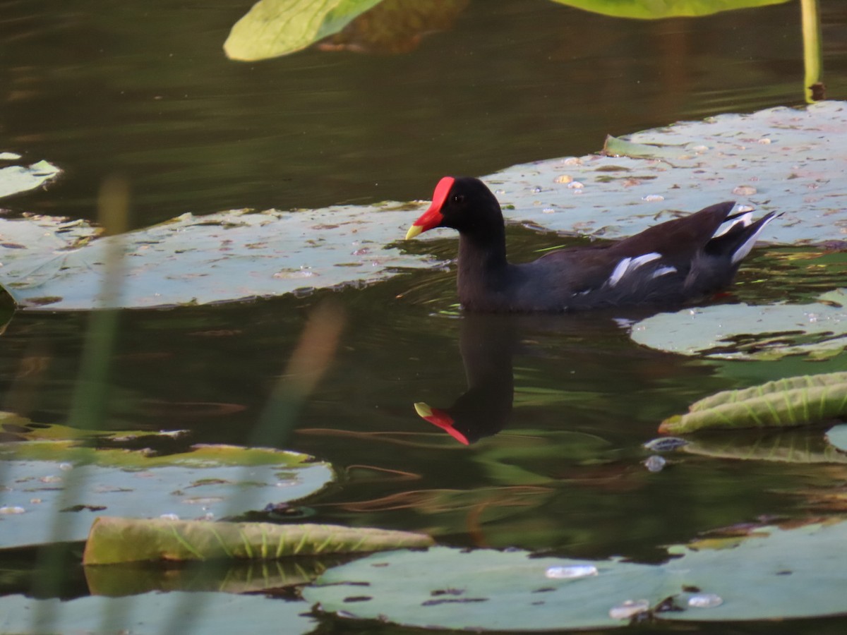 slípka americká - ML645753385