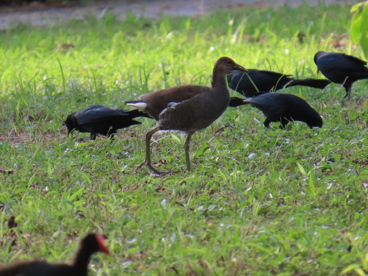 slípka americká - ML645753386