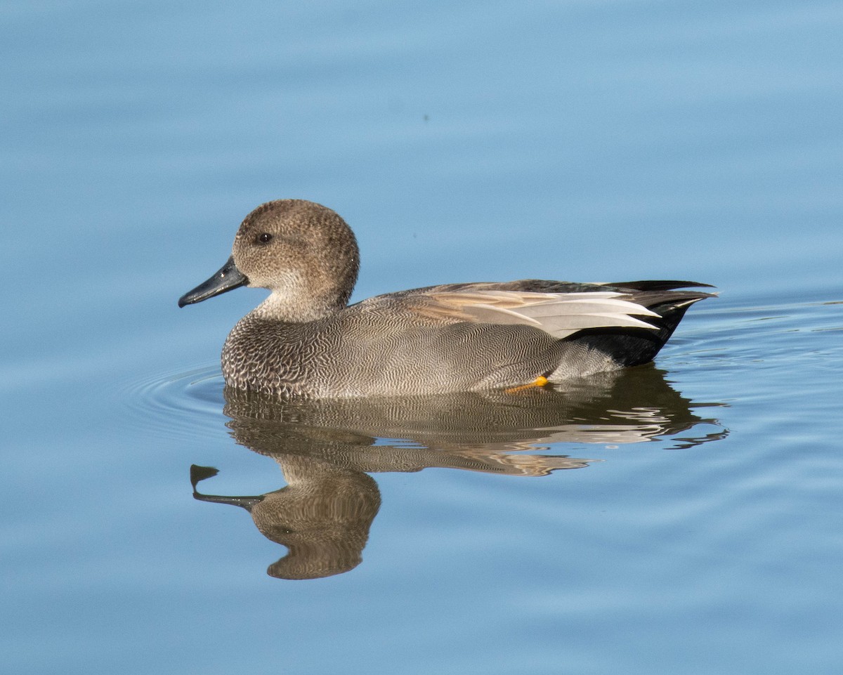 Серая утка - ML645753391