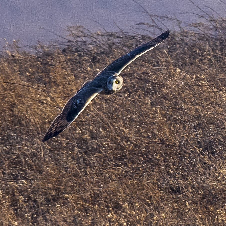 コミミズク - ML645753397