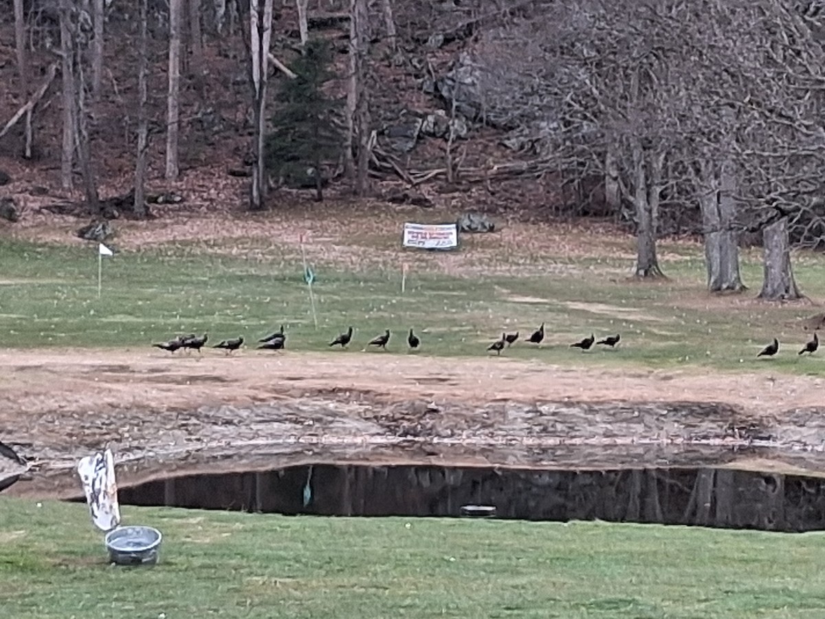 Wild Turkey - ML645753425