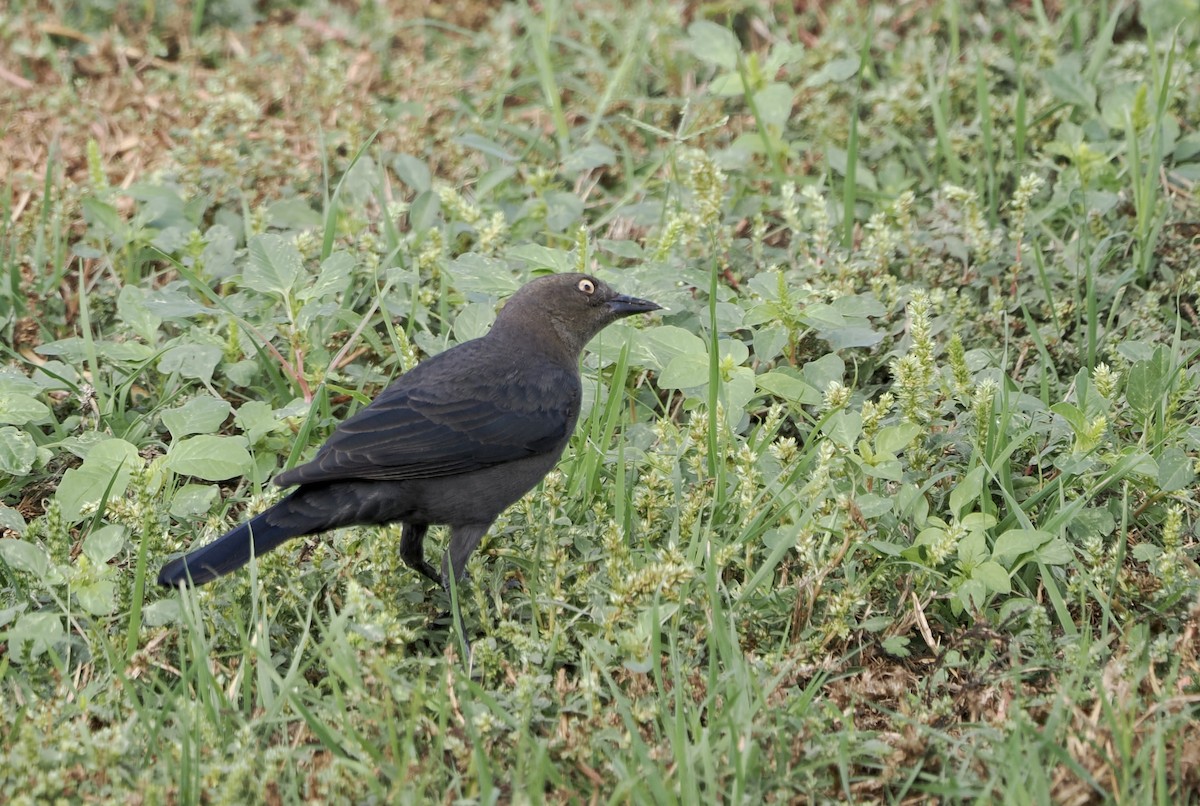 Brewer's Blackbird - ML645753435