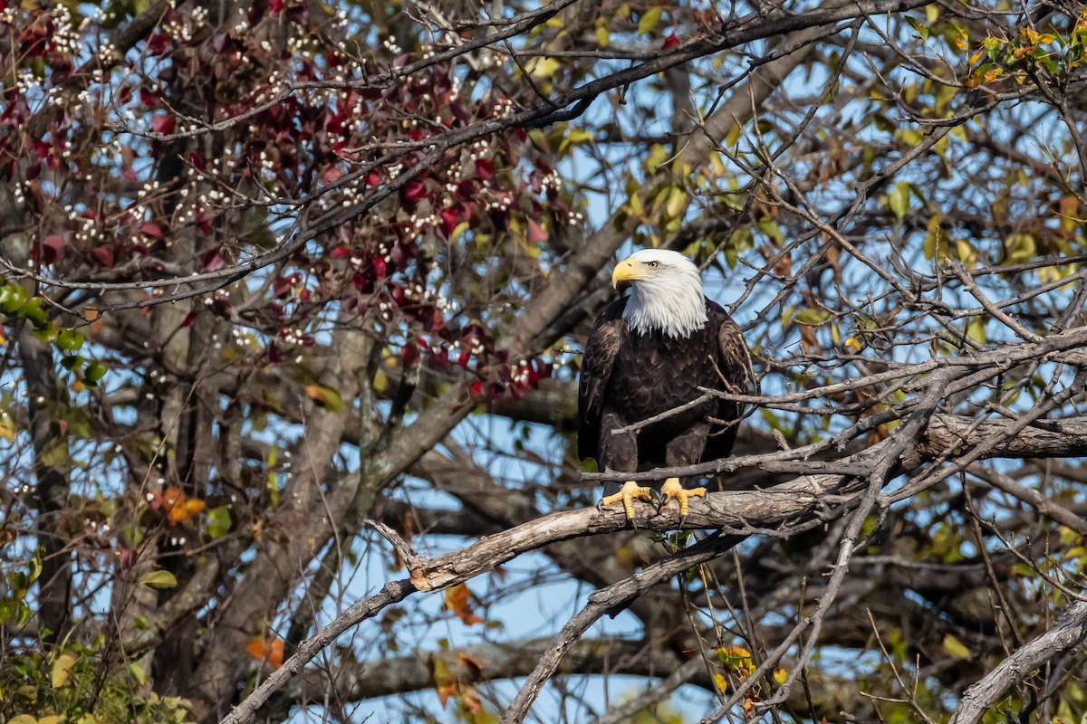Pygargue à tête blanche - ML645753445