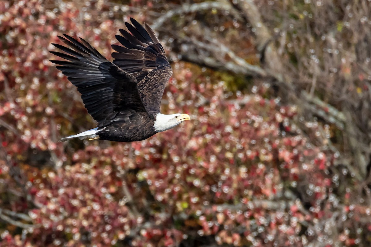 Pygargue à tête blanche - ML645753446