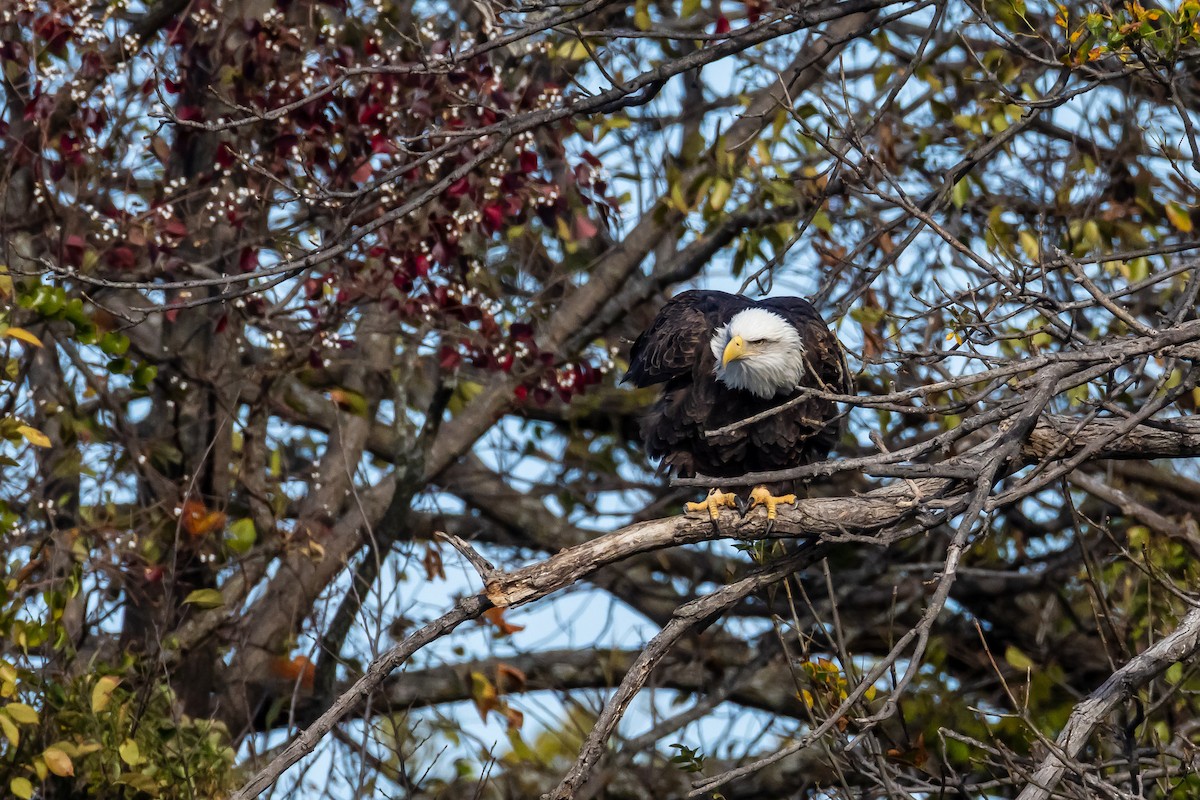 Pygargue à tête blanche - ML645753447
