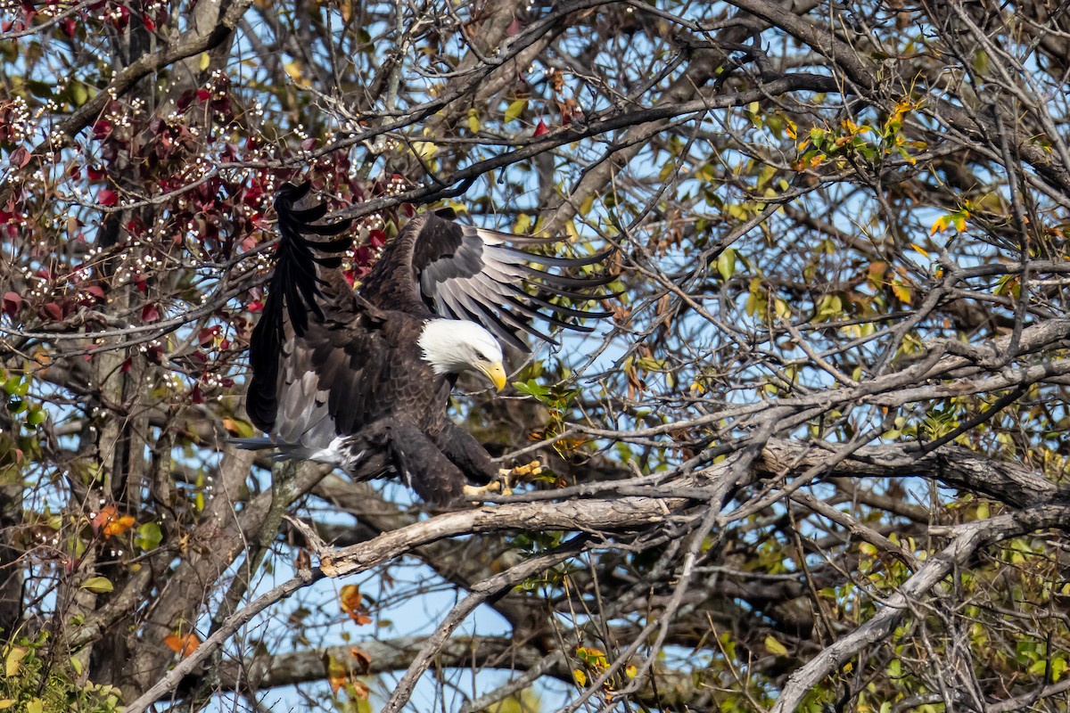 Pygargue à tête blanche - ML645753448