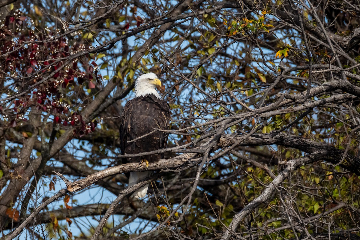 Pygargue à tête blanche - ML645753449