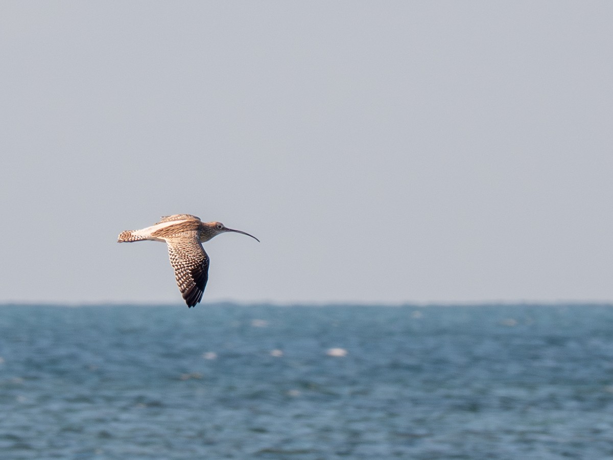 Eurasian Curlew - ML645753452
