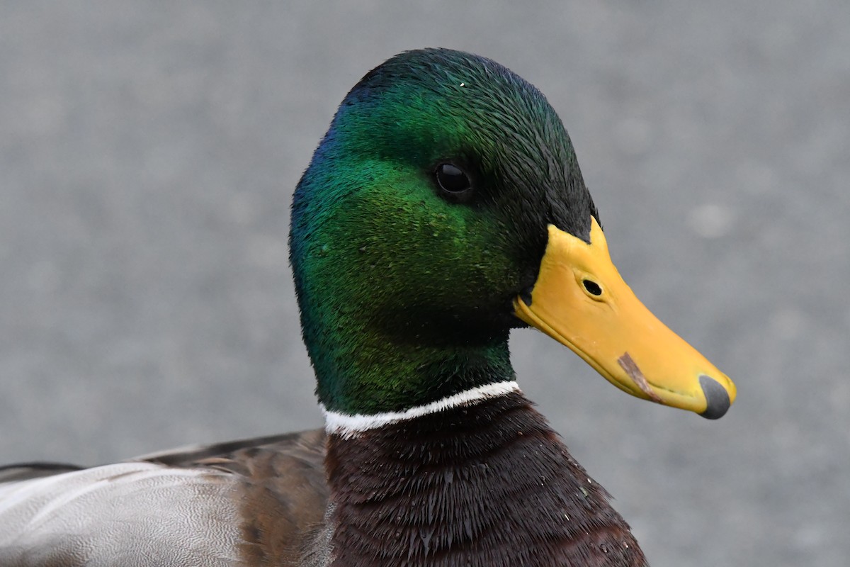 Mallard - ML645753479