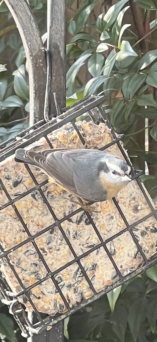 Red-breasted Nuthatch - ML645753489