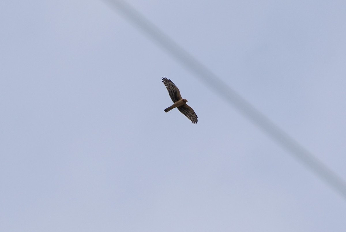 Northern Harrier - ML645753496
