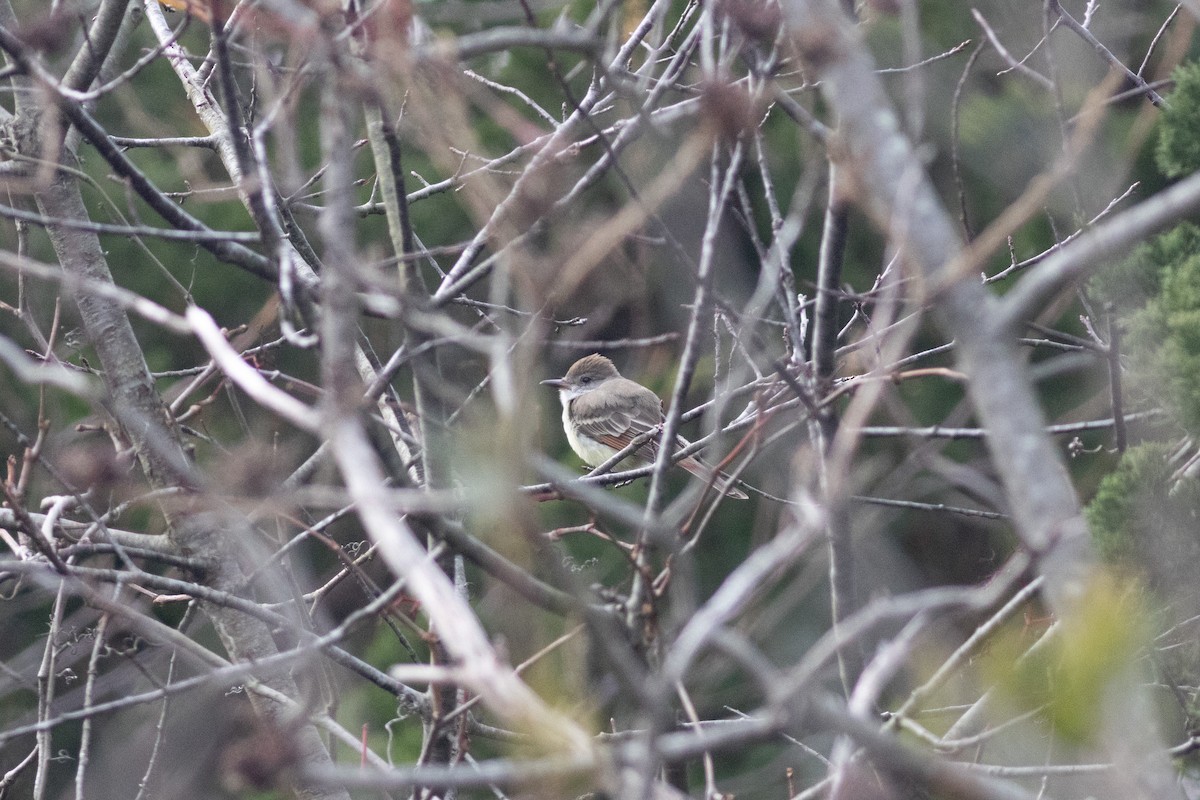 Ash-throated Flycatcher - ML645753498