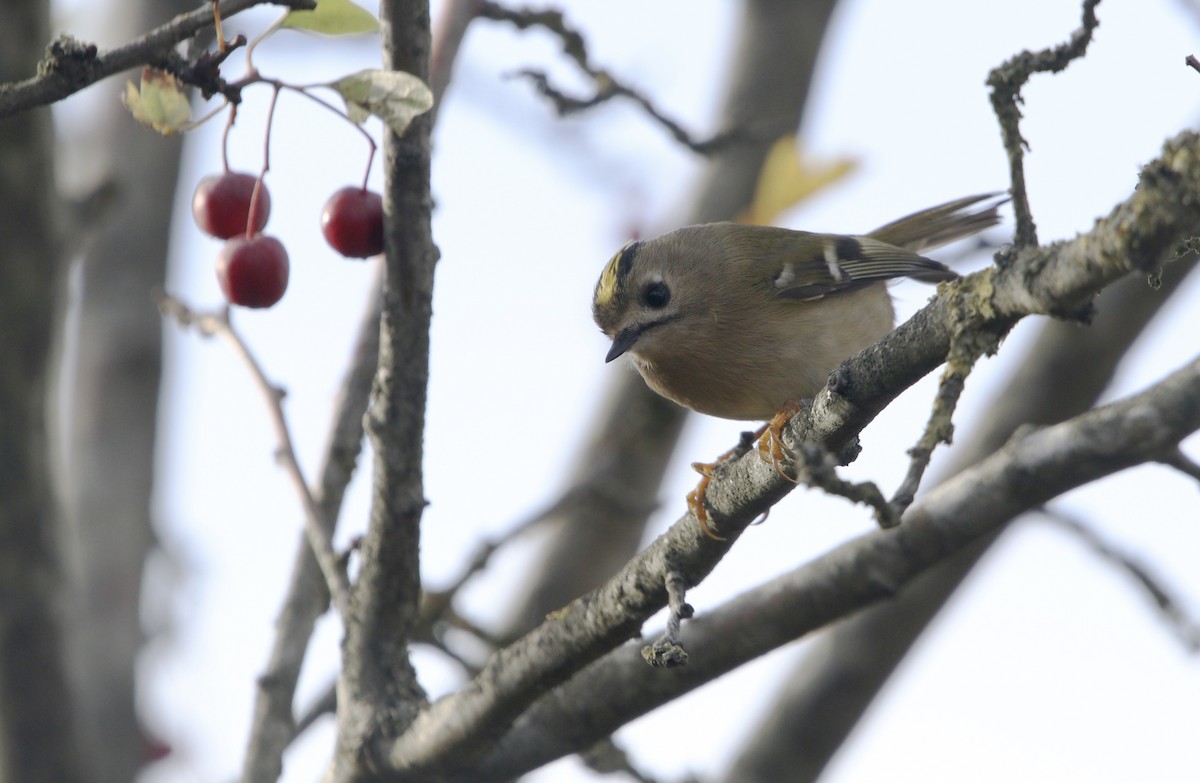 戴菊鳥 - ML645753499