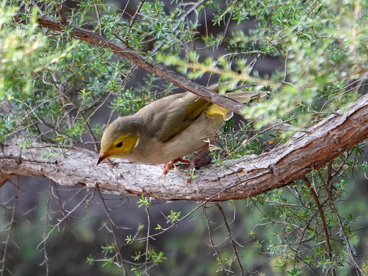 hvitsmykkehonningeter - ML645753500