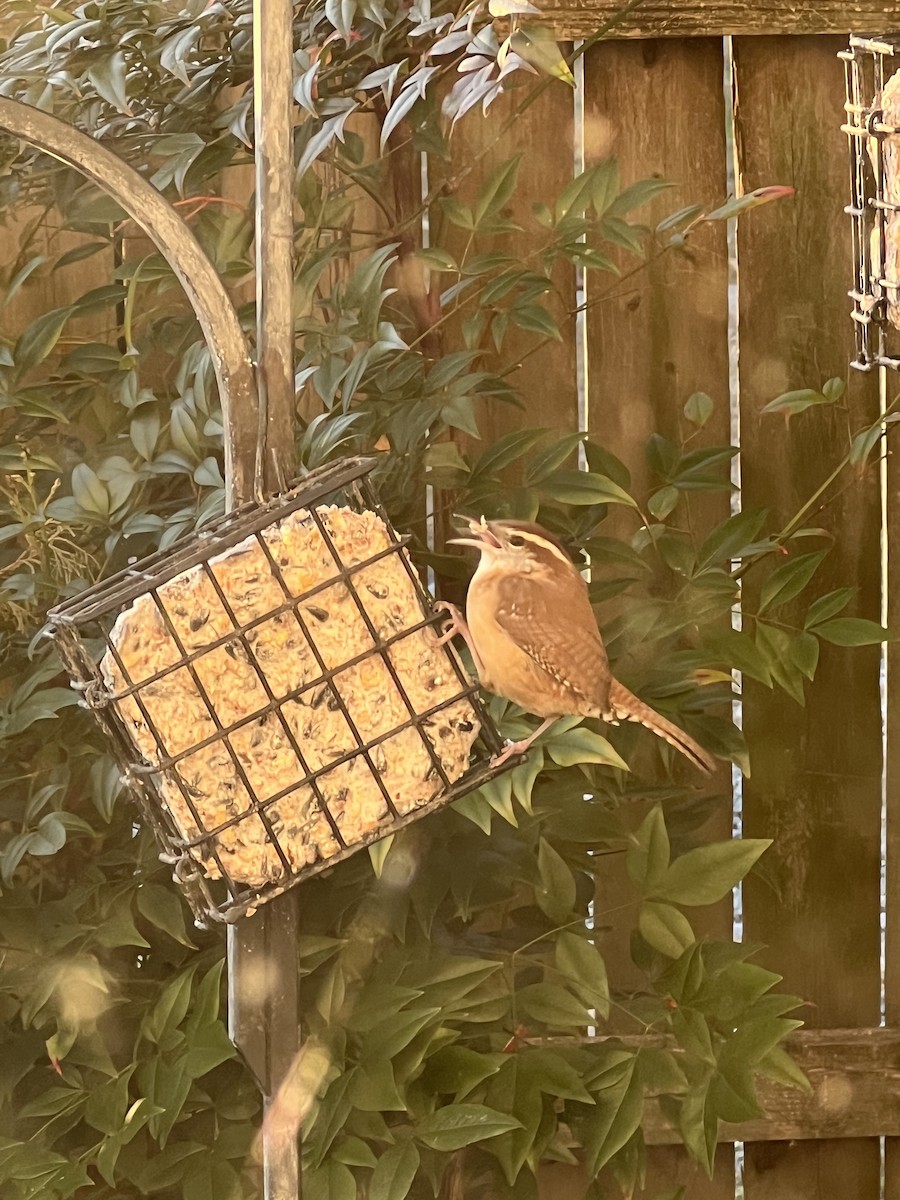 Carolina Wren - ML645753507