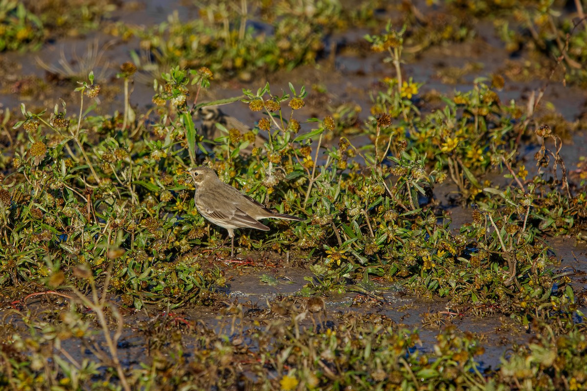 American Pipit - ML645753519