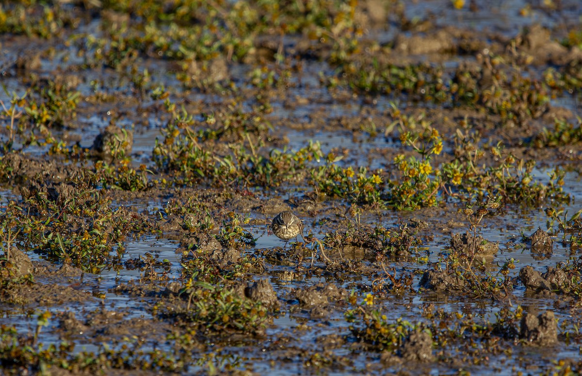 American Pipit - ML645753520