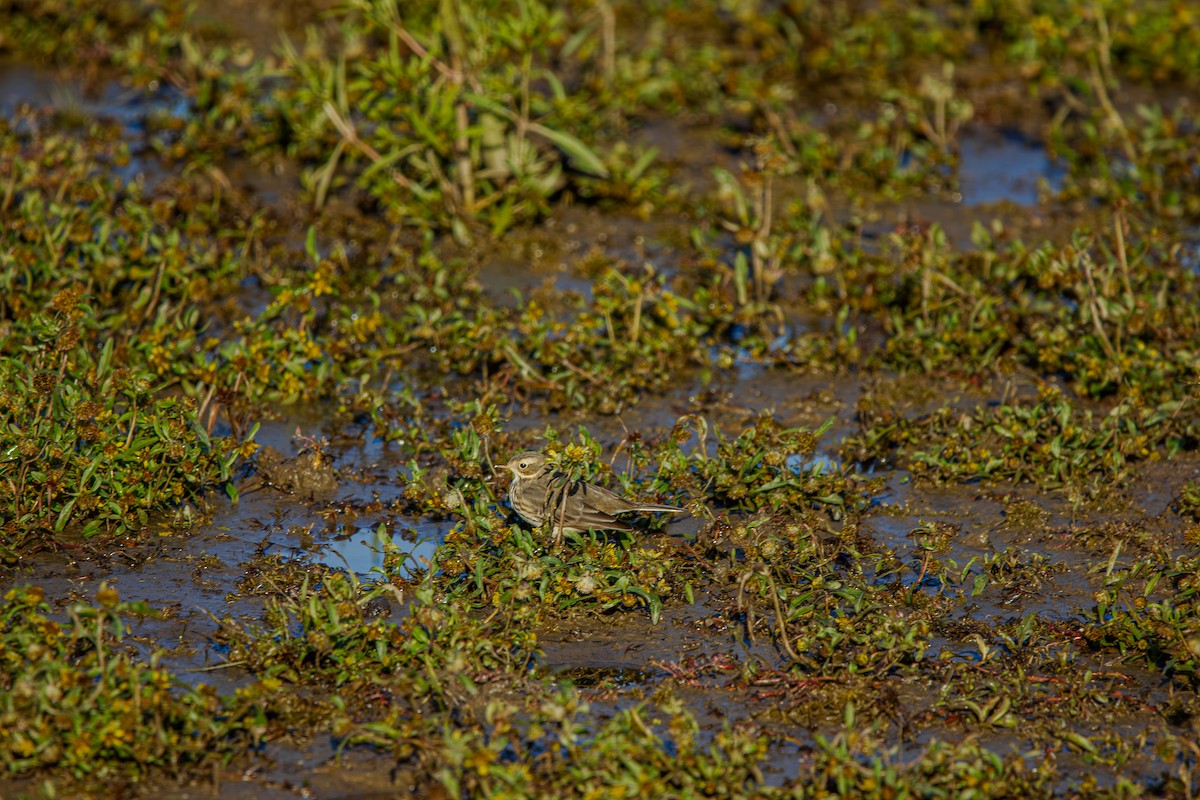 American Pipit - ML645753521