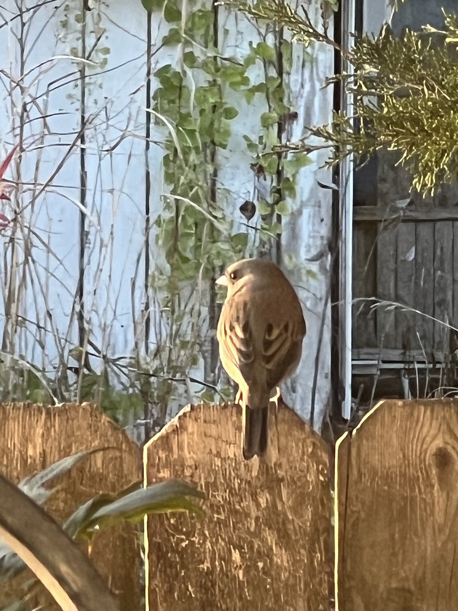 Dark-eyed Junco - ML645753523