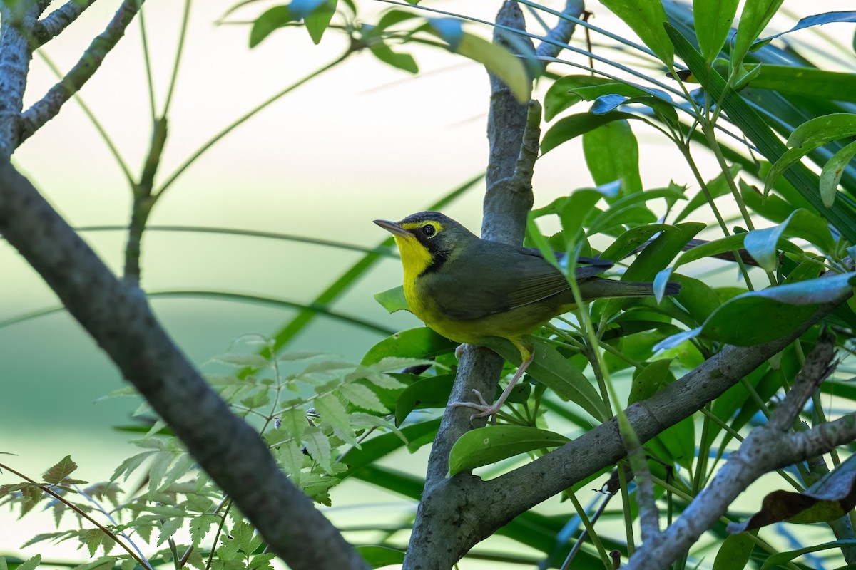 Kentucky Warbler - ML645753525