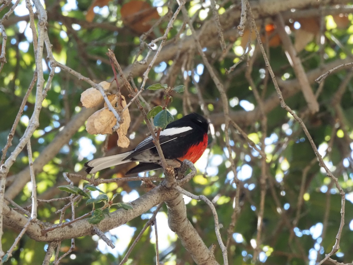 Painted Redstart - ML645753530