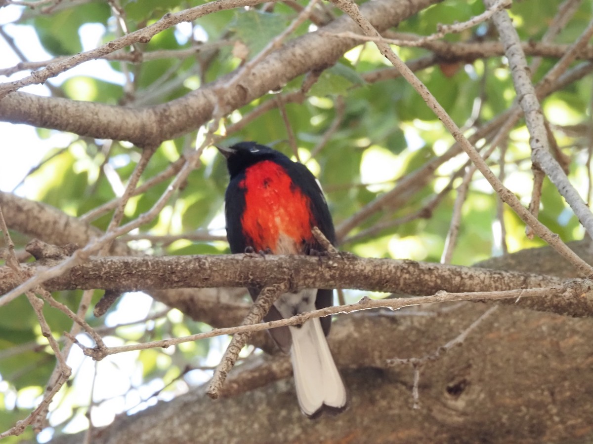 Painted Redstart - ML645753531