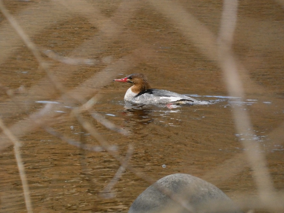 Zerra handia - ML645753532