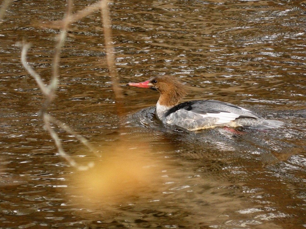 Zerra handia - ML645753535