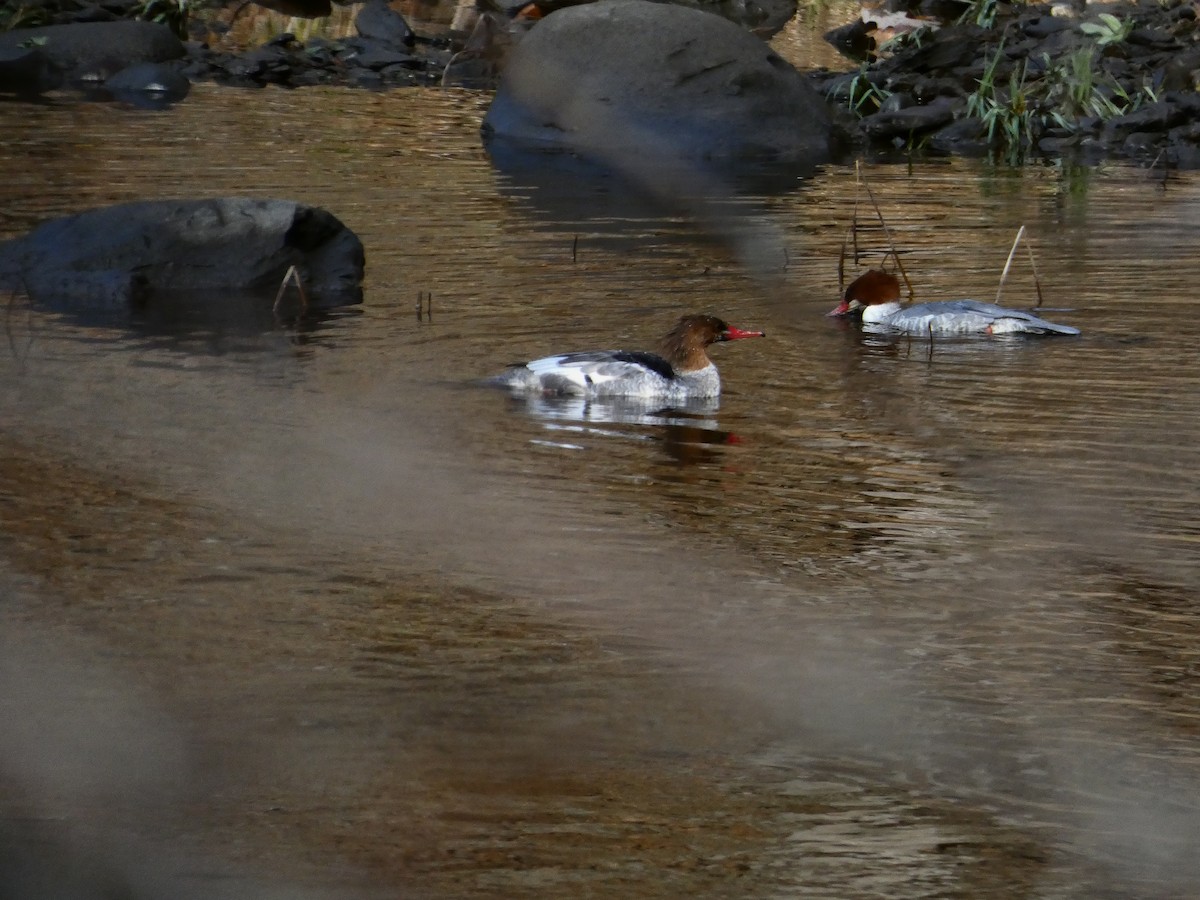 Zerra handia - ML645753536