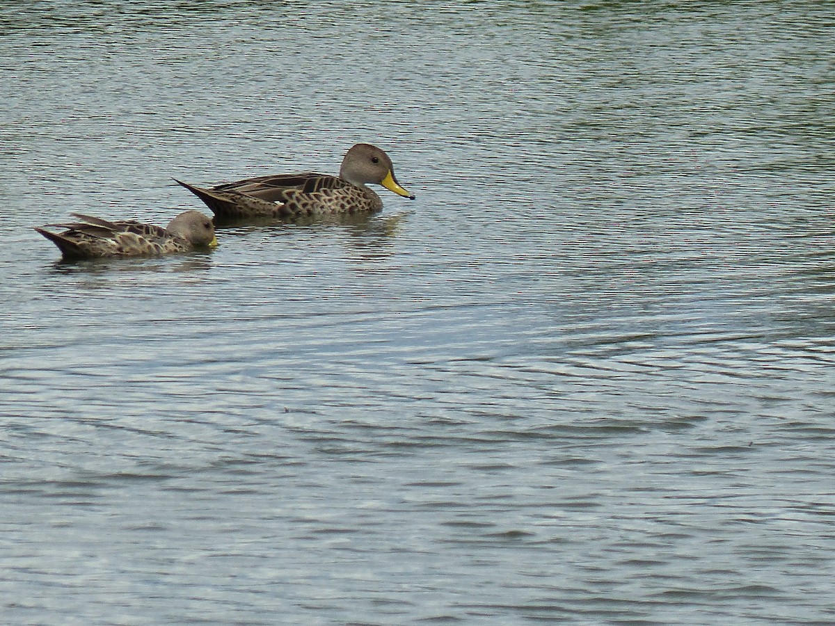 Yellow-billed Pintail - ML645753542
