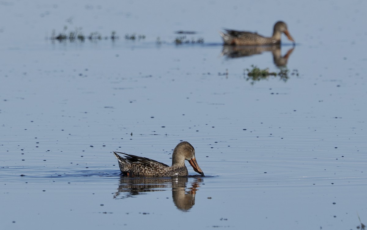 Northern Shoveler - ML645753551