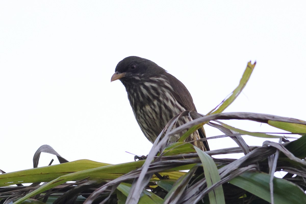 Palmchat - ML645753575