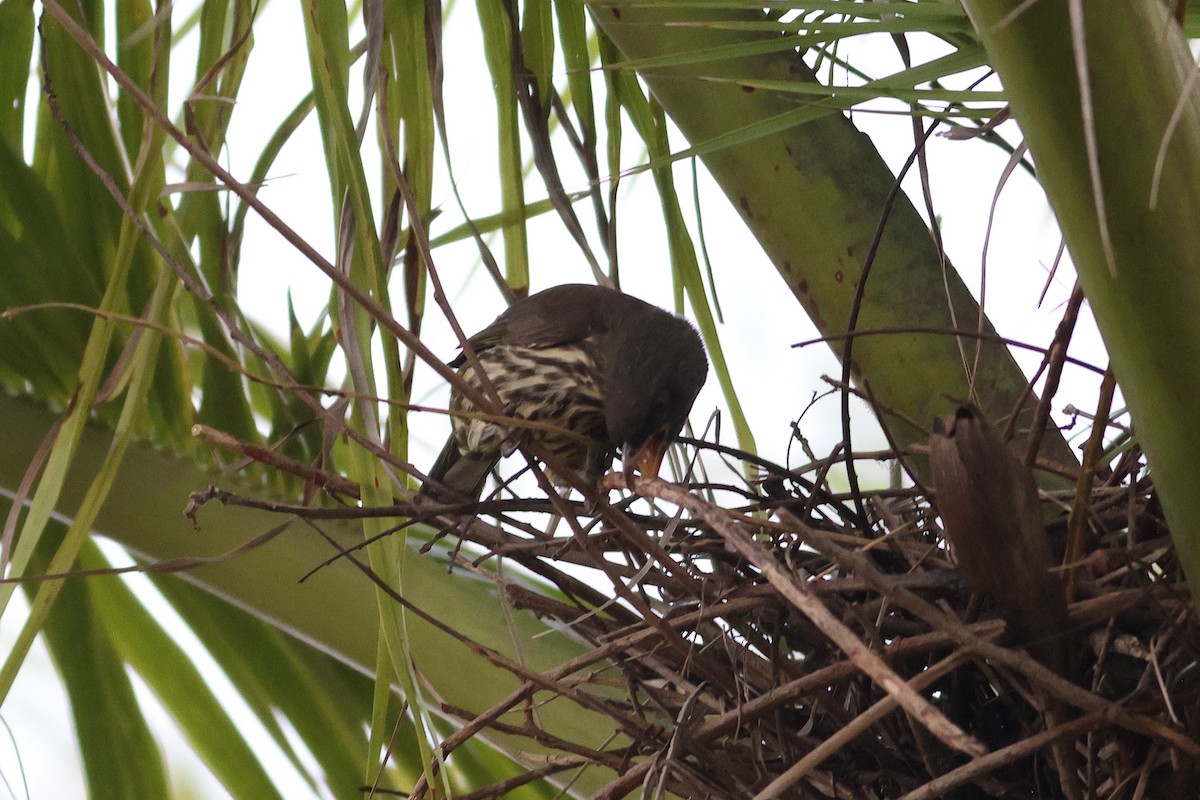 Palmchat - ML645753576