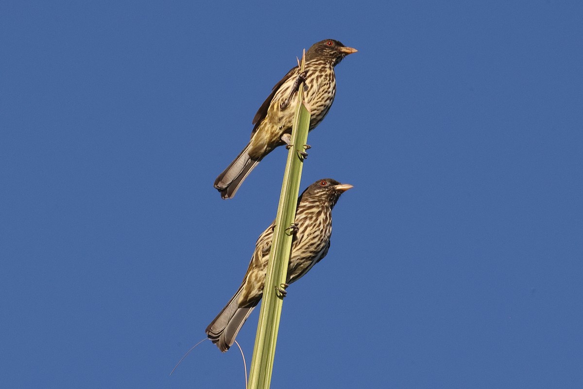 Palmchat - ML645753577