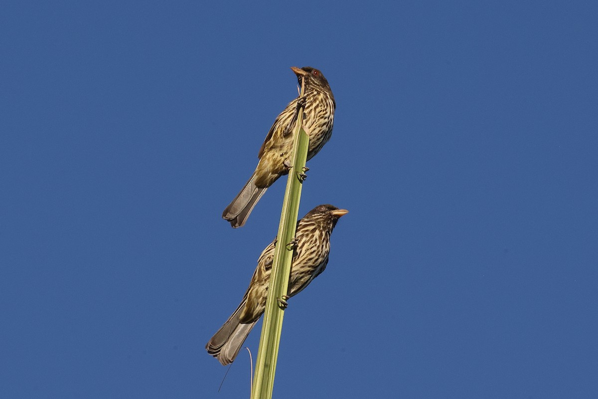 Palmchat - ML645753578