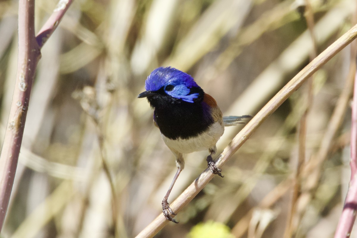 ムナグロオーストラリアムシクイ（assimilis／bernieri） - ML645753597