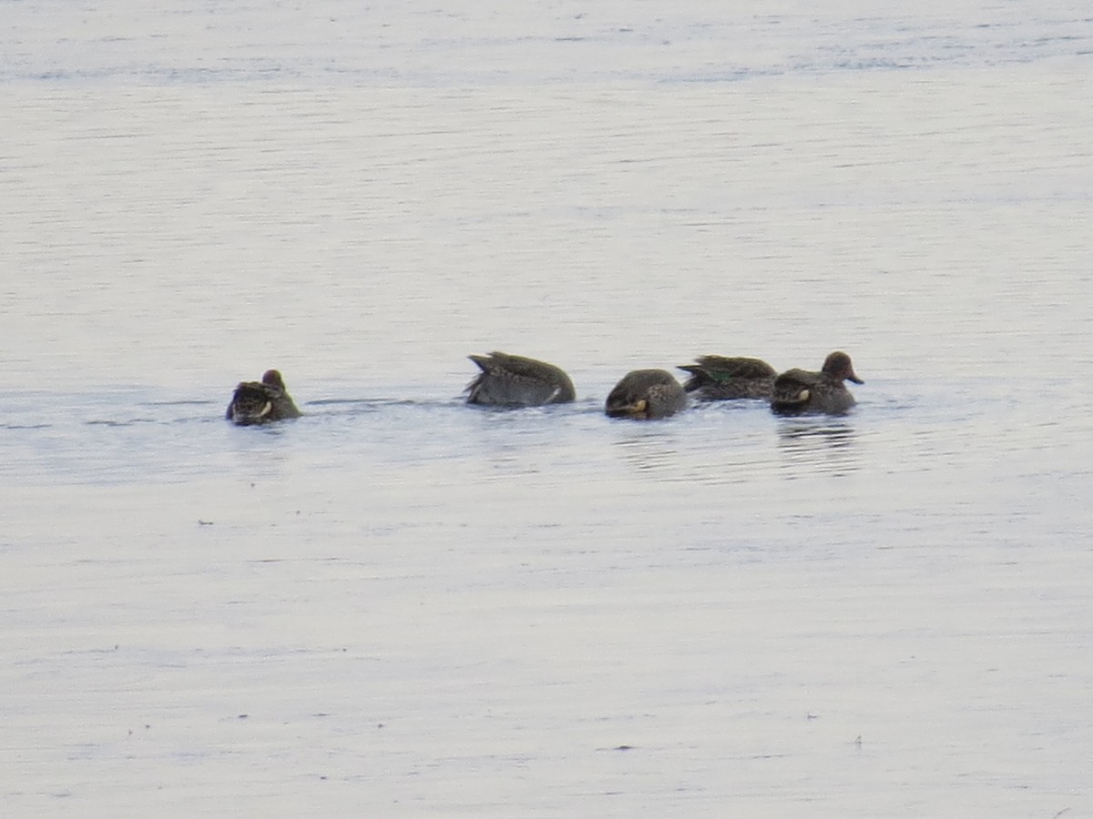 小水鴨(carolinensis) - ML645753605