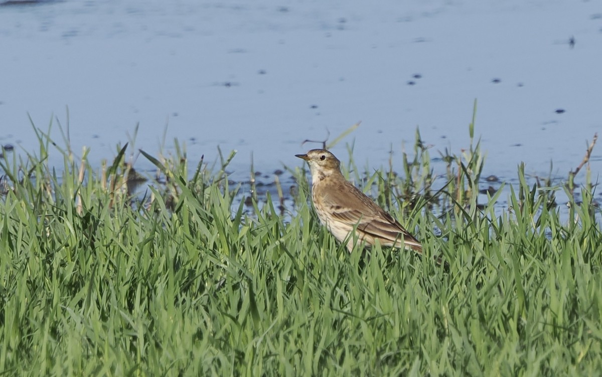 American Pipit - ML645753609