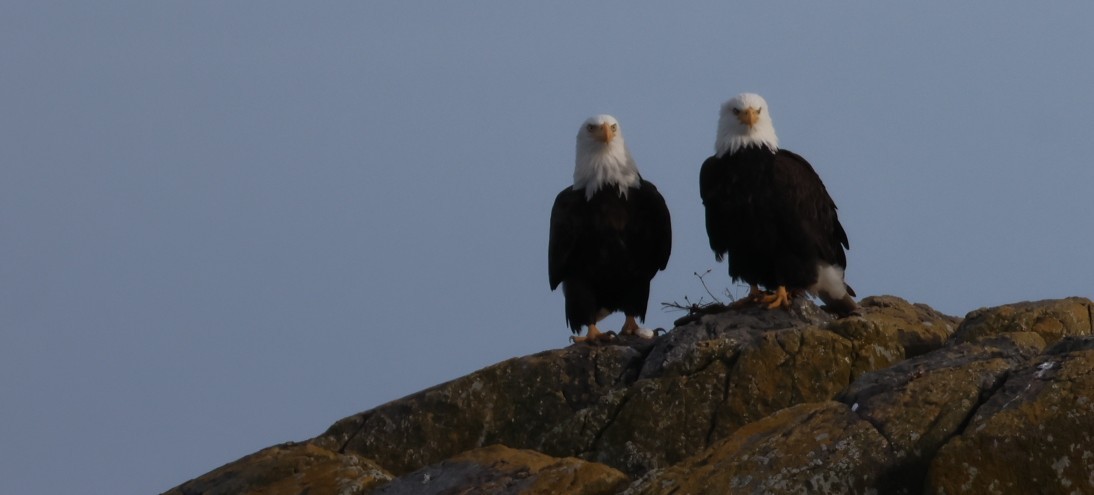 Pygargue à tête blanche - ML645753613