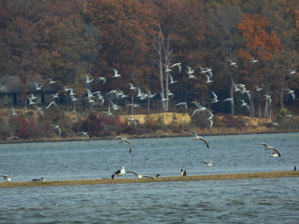 Forster's Tern - ML645753628