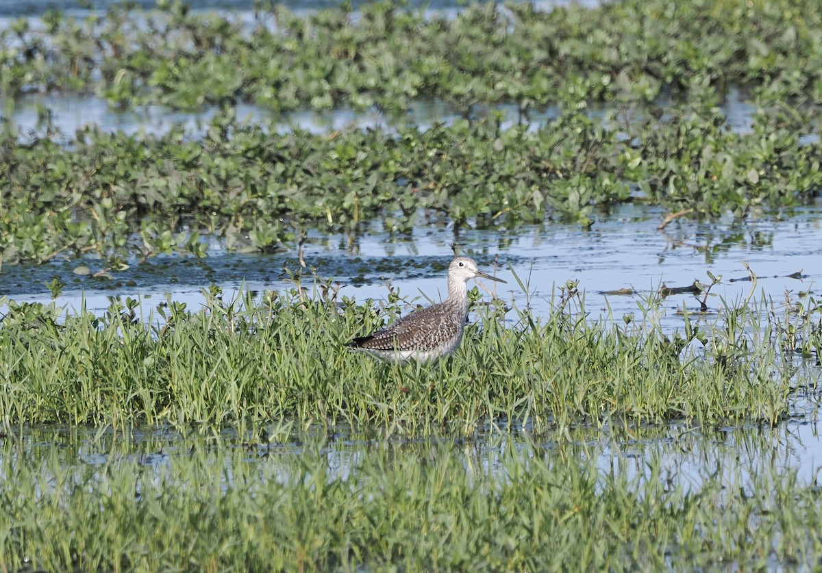 Greater Yellowlegs - ML645753632
