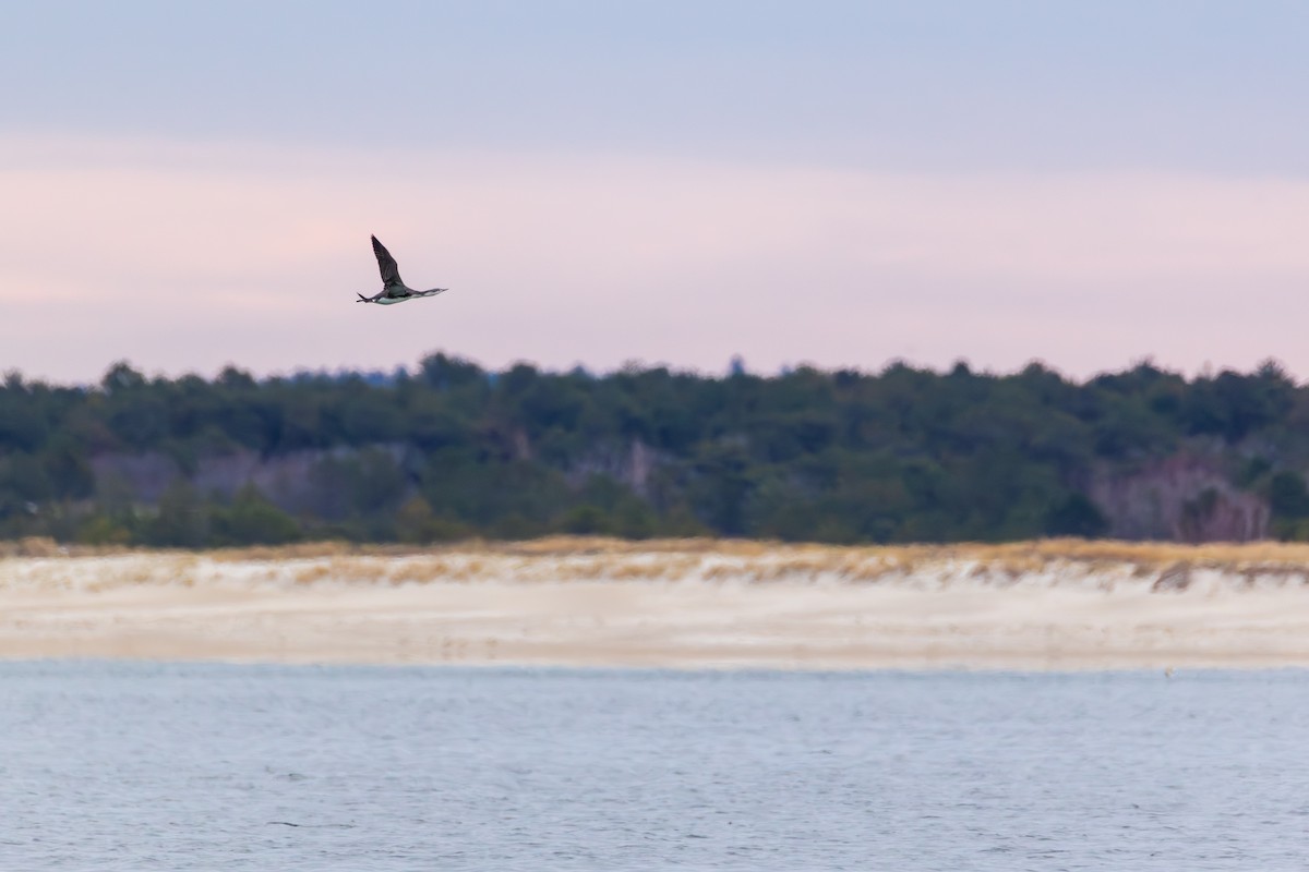 Plongeon catmarin - ML645753640