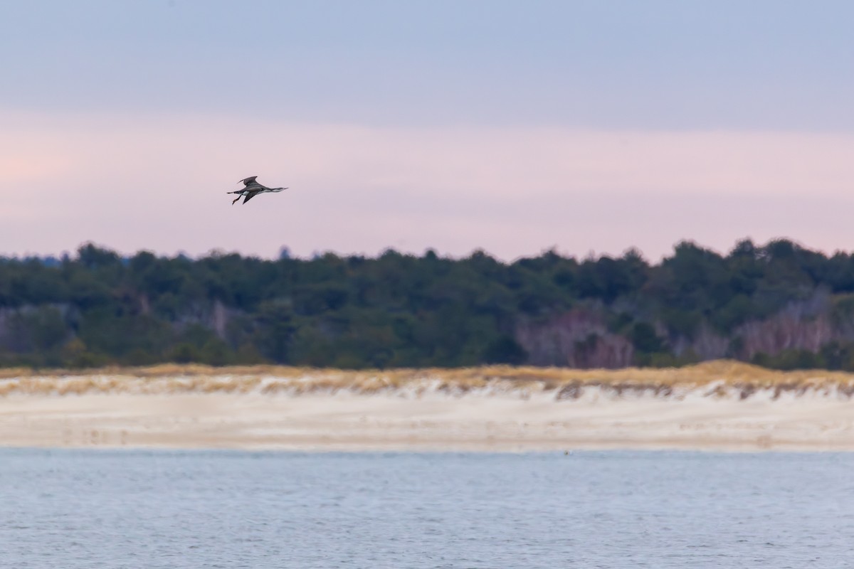 Plongeon catmarin - ML645753642